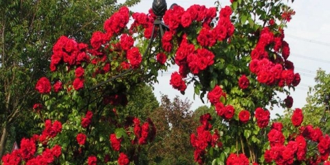 Sadnja i njega ruža u predgrađu u proljeće